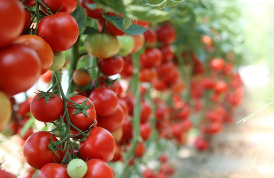 Течни торове за домати – екологично и работещо решение!